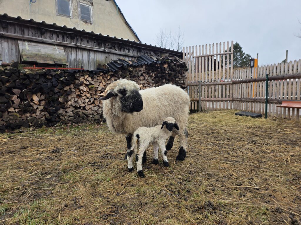Walliser Schwarznasenschafe