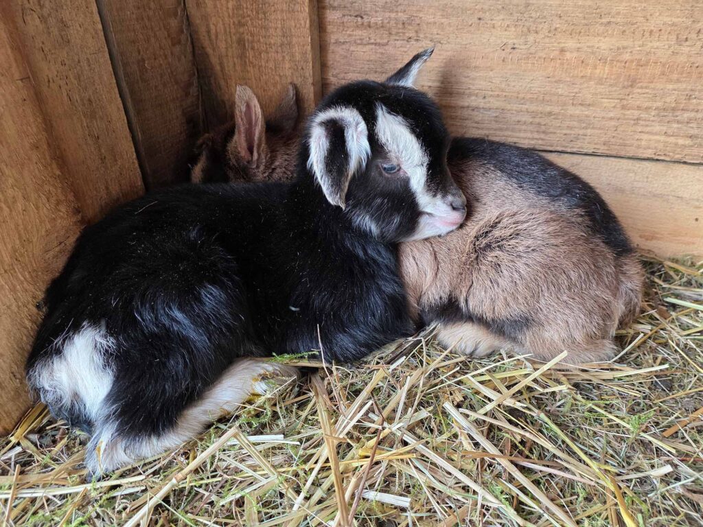 Natürliche Landschaftspflege für Nachhaltigkeit
