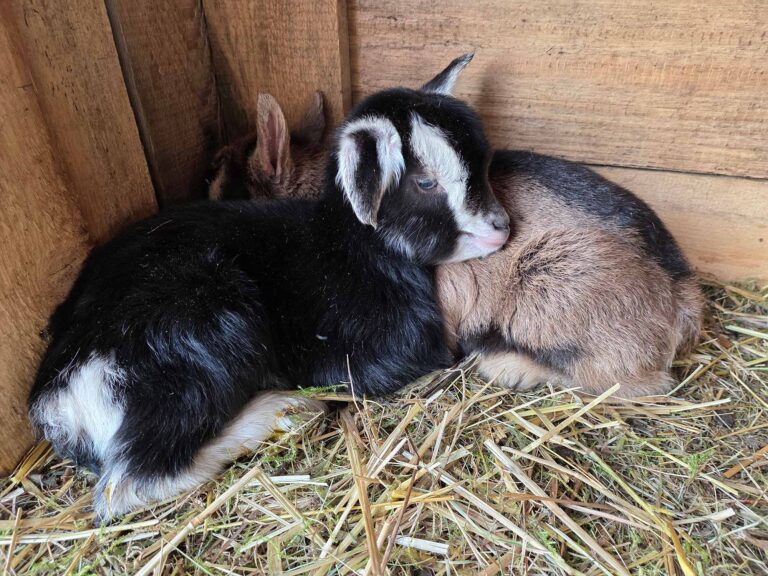 Natürliche Landschaftspflege für Nachhaltigkeit